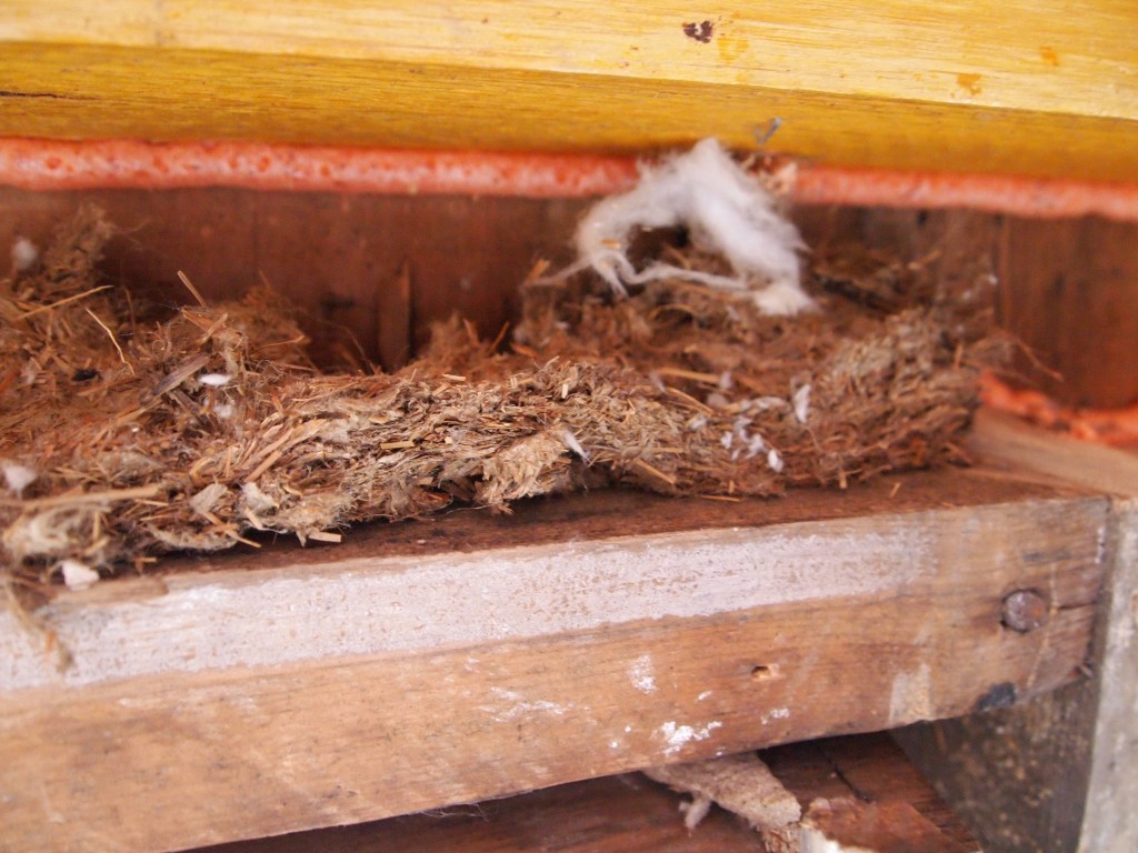 Bagasse insulation was made from sugarcane pulp. The white wispy stuff is an early form of fiberglass called rockglass.