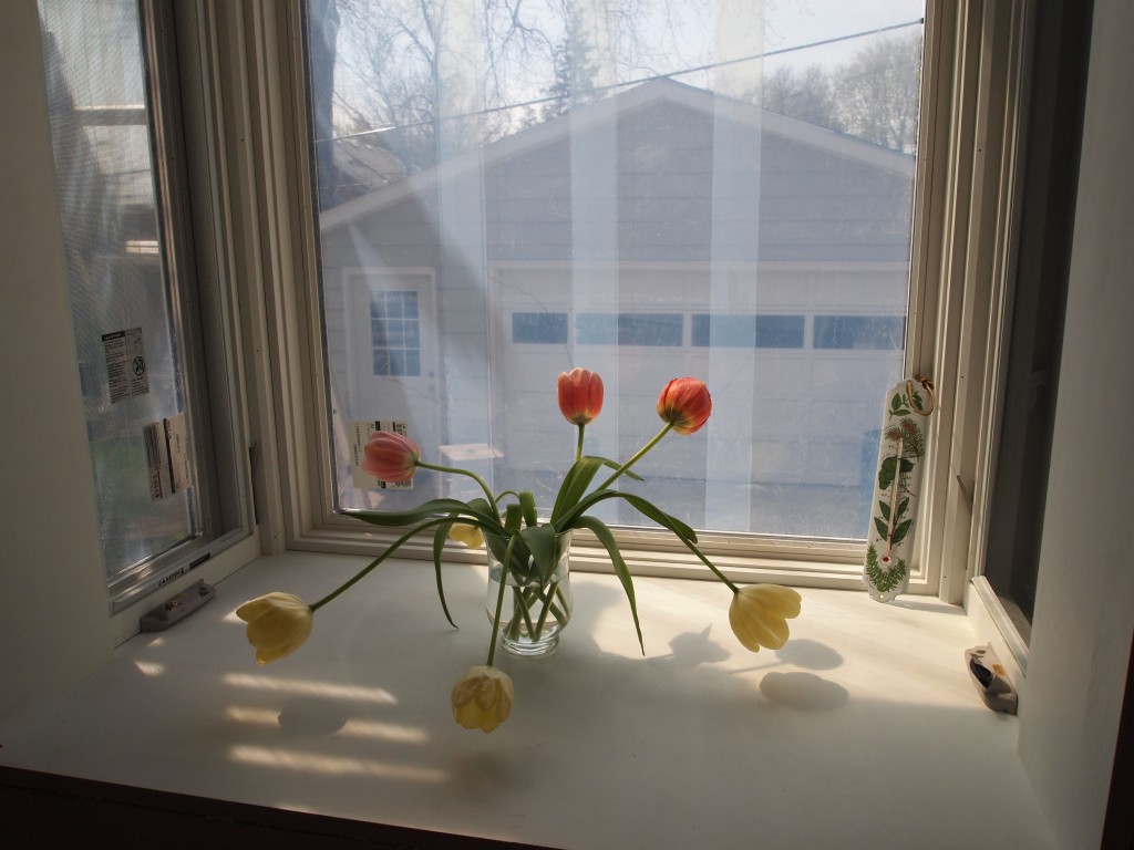 Tulips in the box bay.